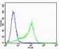 MPP7 Antibody (N-term)
