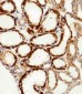 MPP7 Antibody (N-term)