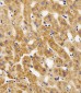 MPP7 Antibody (N-term)