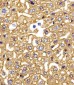 HBG2 Antibody (C-term)