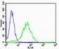 IL18 Antibody (C-term)