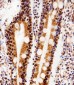 IL18 Antibody (C-term)