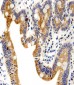 ADRA1D Antibody (N-term)