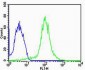 FBXL17 Isoform 2 Antibody (C-term)