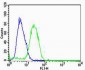 HBG2 Antibody (C-term)