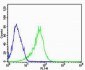 NDUFC2 Antibody (N-term)