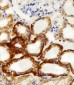 NDUFC2 Antibody (N-term)