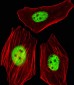 AGAP4 Antibody (C-term)