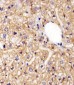 AGAP4 Antibody (C-term)