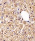 AGAP4 Antibody (C-term)