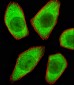 STRADA Antibody (C-term)