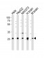 NDUFS3 Antibody (C-term)