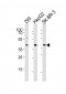 ACAT1 Antibody (C-term)