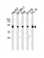 DNAJA1 Antibody (C-term)