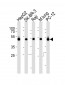 DNAJA1 Antibody (C-term)