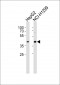 DAP3 Antibody (C-term)