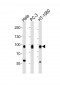 CD44 Antibody (C-term)