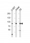 PIK3R1/2 Antibody (Center)