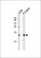 CYCS Antibody (Center)