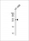 GDF15 Antibody (C-term)