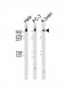 DYNC1H1 Antibody (C-term)