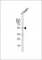 SLC2A4 Antibody (C-term)