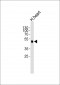 SLC2A4 Antibody (C-term)