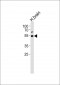 TRIM43B Antibody (Center)