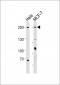 MUC4(Mucin-4 alpha chain) Antibody (N-term)