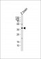 (DANRE) mab21l2 Antibody (Center)