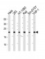 BAX Antibody (N-term)