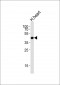 QTRT1 Antibody (C-term)