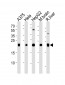 ITPA Antibody (N-term)