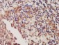 ACTG2 Antibody