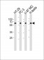 OASL Antibody (C-term)