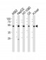 PDIA6 Antibody (Center K159)
