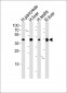 HMGCS2 Antibody (C-term)