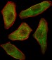 PIK3R3 Antibody (C-term)