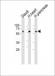 PACSIN1 Antibody (N-term)