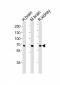 GLS Antibody (C-term)