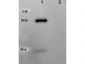 Anti-Goat IgG (H&L)  (Peroxidase Conjugated) Pre-Adsorbed Secondary Antibody