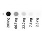 Human Albumin Rhodamine 