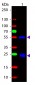 Anti-Rabbit IgG (H&L)  (Fluorescein Conjugated) Secondary Antibody