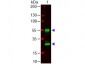 Anti-MOUSE IgG (H&L)  Secondary Antibody