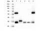 Anti-MOUSE IgG (H&L)  Secondary Antibody