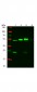 Anti-Mouse IgG (gamma 1, 2a, 2b and 3 chain)  (ATTO 550 Conjugated) Secondary Antibody