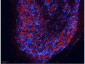 Anti-Mouse IgG (gamma 1, 2a, 2b and 3 chain)  (ATTO 550 Conjugated) Secondary Antibody