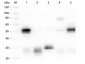 Anti-Rabbit IgG (H&L)  (ATTO 425 Conjugated) Pre-Adsorbed Secondary Antibody
