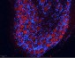 Anti-Rabbit IgG (H&L)  (ATTO 550 Conjugated) Pre-Adsorbed Secondary Antibody