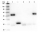 Anti-Rat IgG (H&L)  Pre-Adsorbed Secondary Antibody